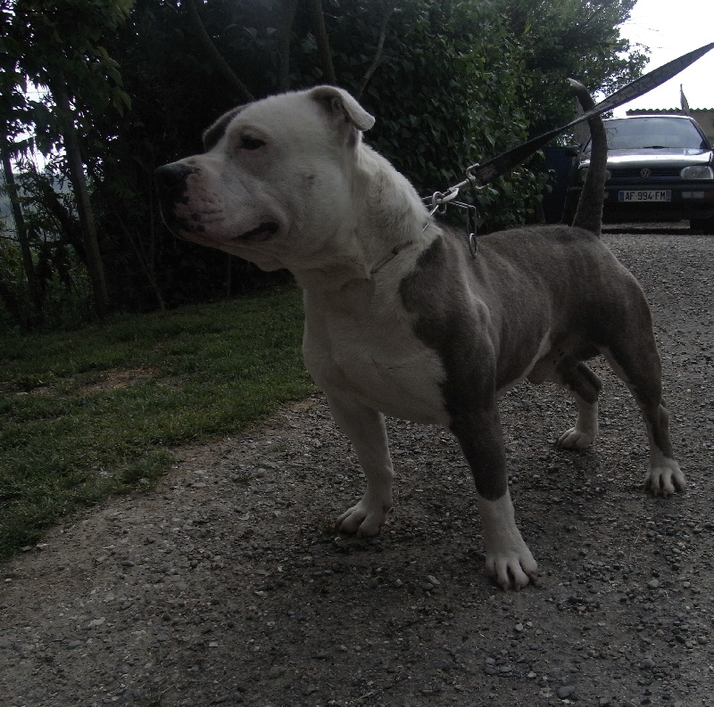 Publication : des Guerriers Occitans Auteur : lapeyre-frederic/ martins rose-m