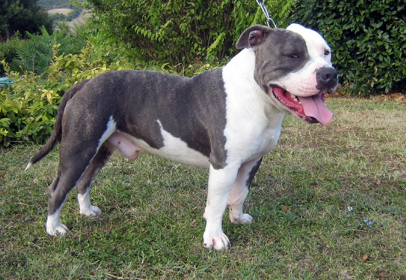 Cerdan ' alias ceusteur ' des Guerriers Occitans