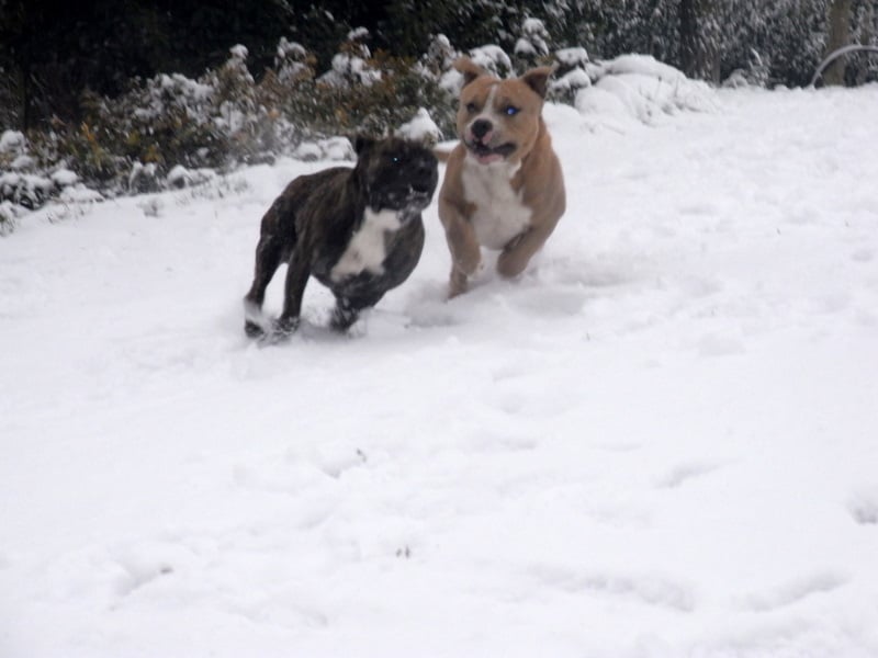 Faune queen safarie des Guerriers Occitans