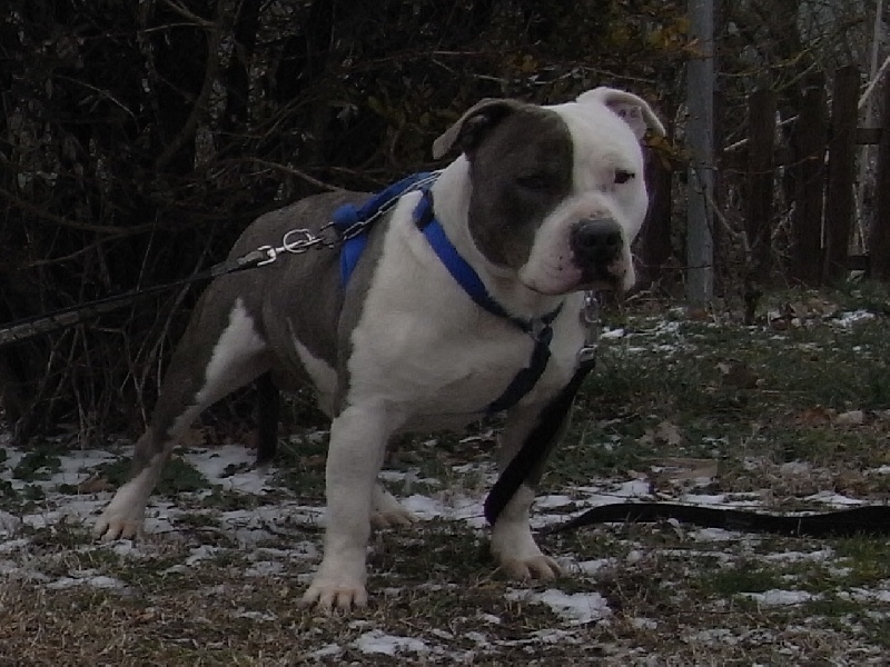 Publication : des Guerriers Occitans Auteur : lapeyre-frederic/ martins rose-m