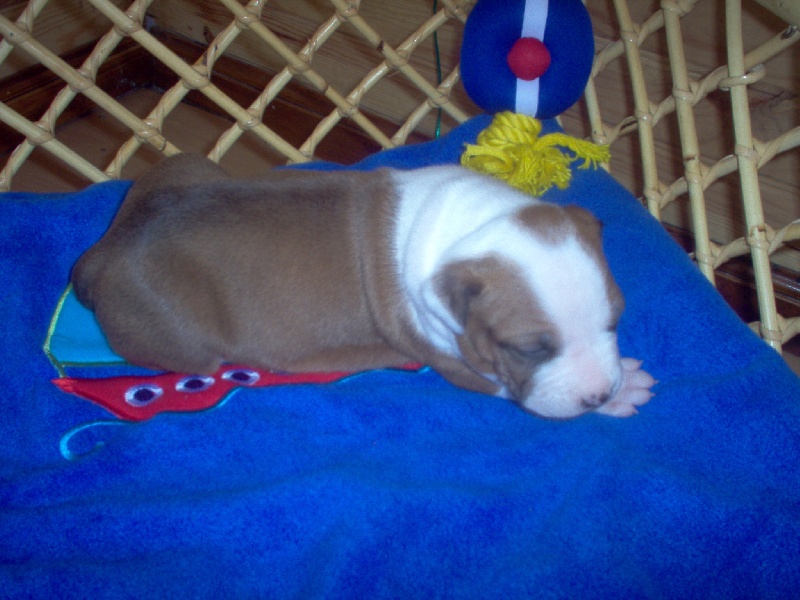 Magic-ster des Guerriers Occitans