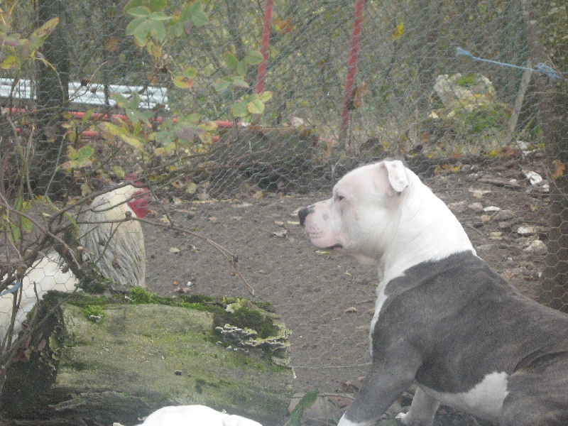 Cerdan ' alias ceusteur ' des Guerriers Occitans