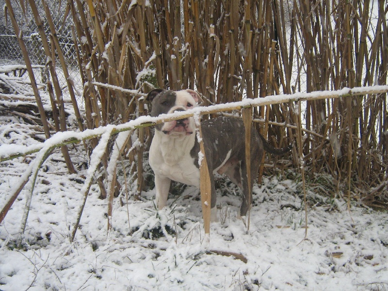 Cerdan ' alias ceusteur ' des Guerriers Occitans