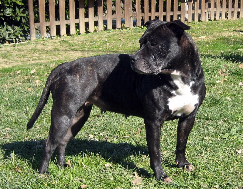 Arena black-night des Guerriers Occitans