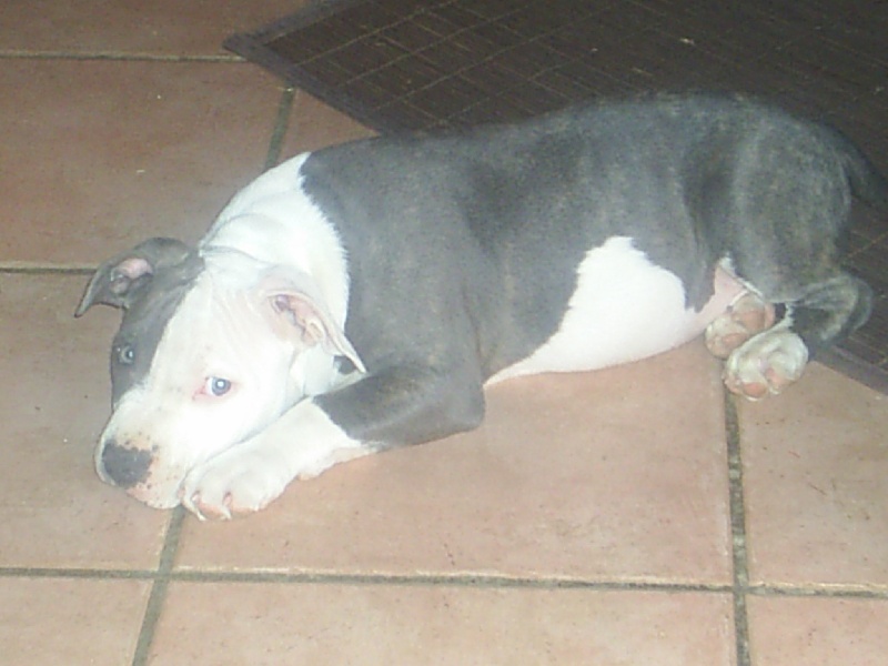 Cerdan ' alias ceusteur ' des Guerriers Occitans