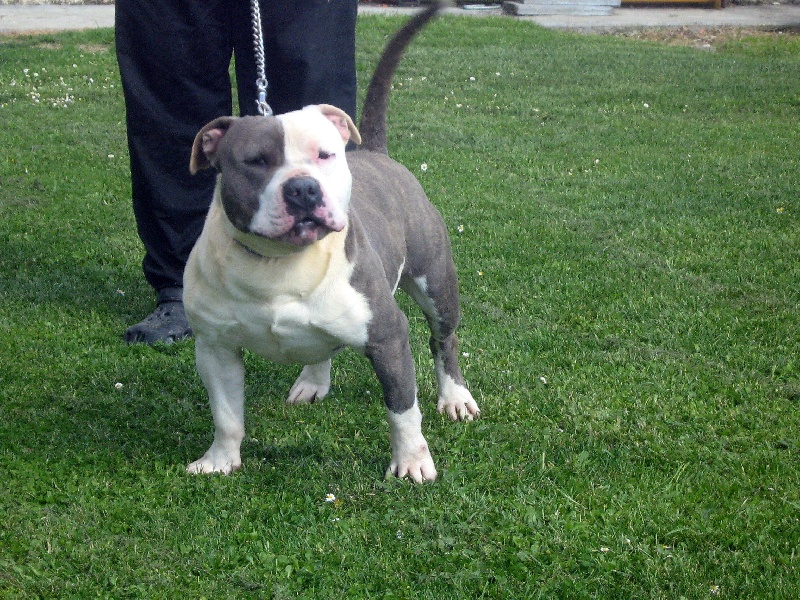 Cerdan ' alias ceusteur ' des Guerriers Occitans