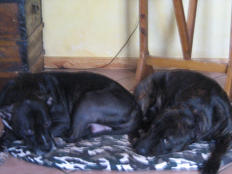 Arena black-night des Guerriers Occitans