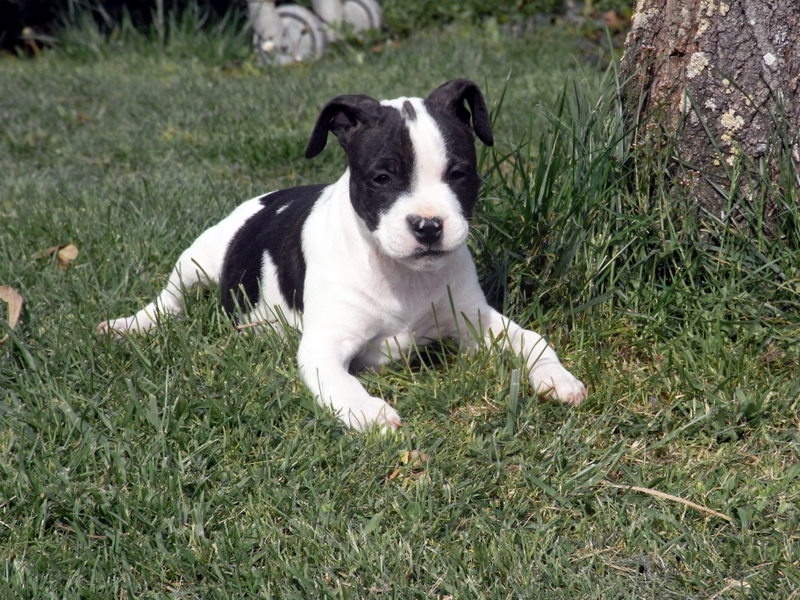 Holga' édition 2 ' des Guerriers Occitans