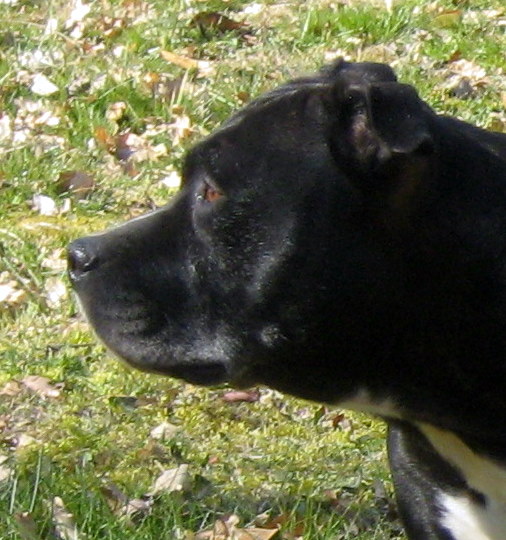 Arena black-night des Guerriers Occitans