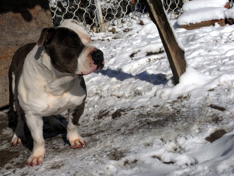 Publication : des Guerriers Occitans Auteur : lapeyre-frederic/ martins rose-m