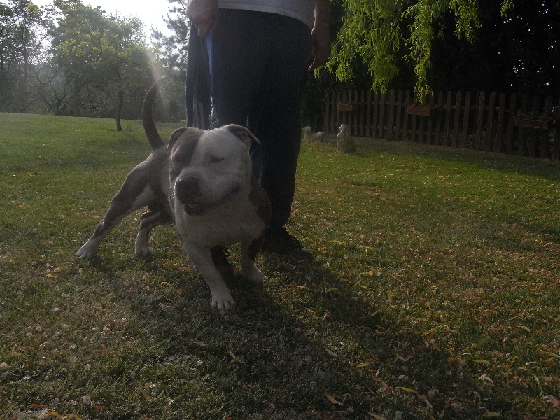 Publication : des Guerriers Occitans Auteur : lapeyre-frederic/ martins rose-m