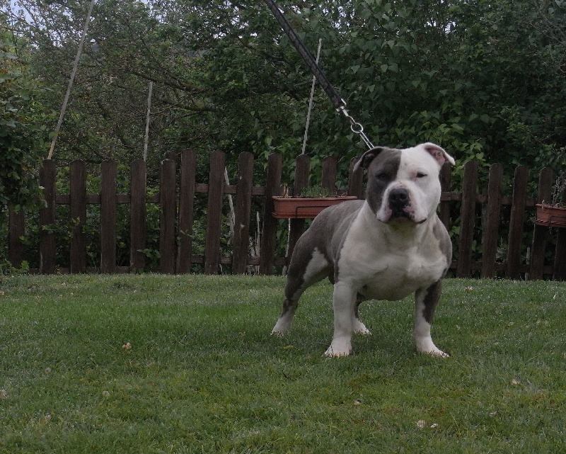 Publication : des Guerriers Occitans Auteur : lapeyre-frederic/ martins rose-m