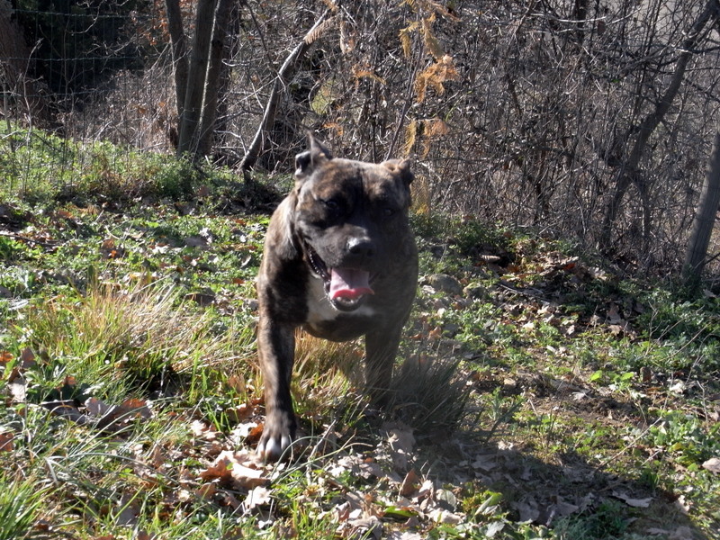 Faune queen safarie des Guerriers Occitans
