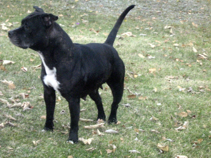 Arena black-night des Guerriers Occitans