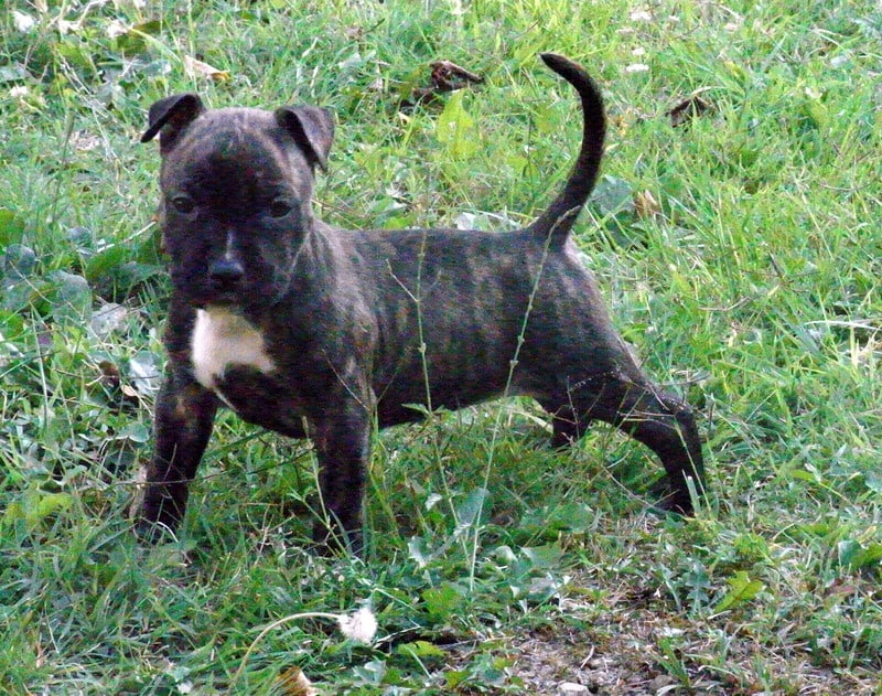 Faune queen safarie des Guerriers Occitans