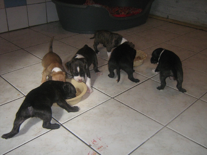 Unaya des Guerriers Occitans