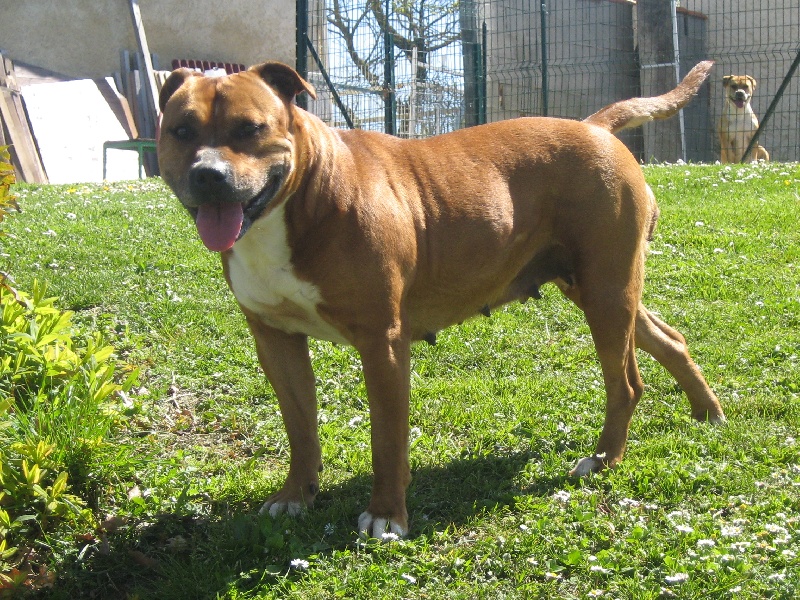 Usa- des Guerriers Occitans