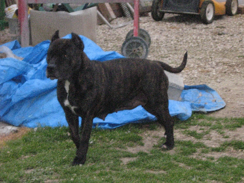 Unaya des Guerriers Occitans