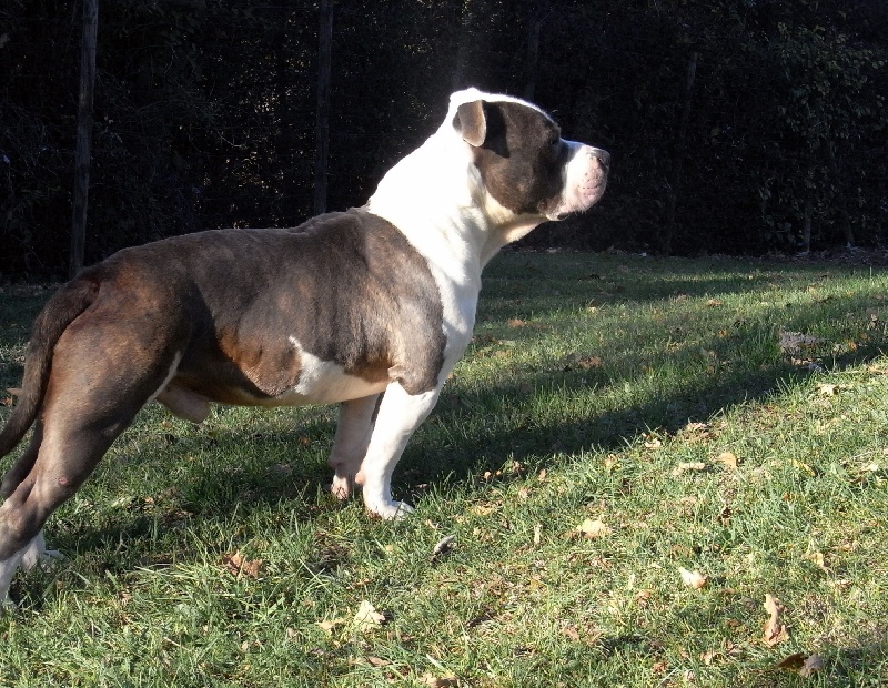 Publication : des Guerriers Occitans Auteur : lapeyre-frederic/ martins rose-m