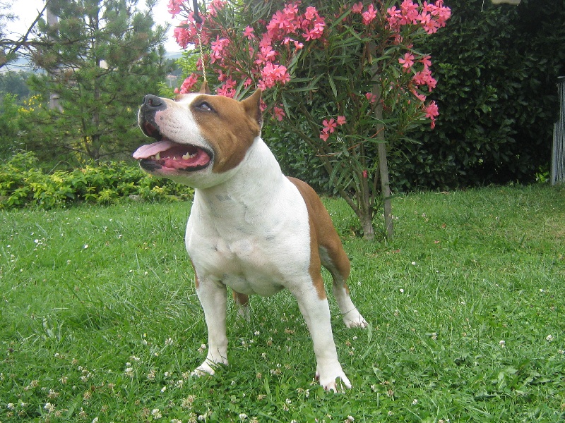 Magic-ster des Guerriers Occitans