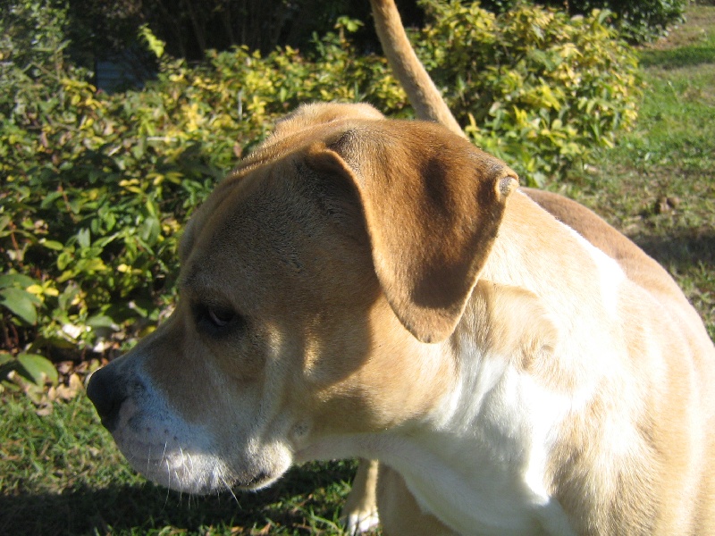 Arley-bety boops des Guerriers Occitans