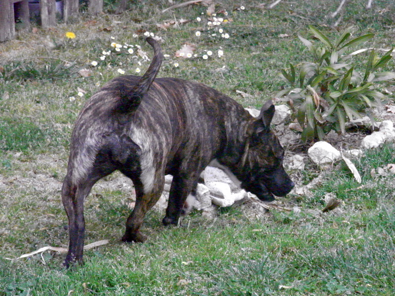 Faune queen safarie des Guerriers Occitans