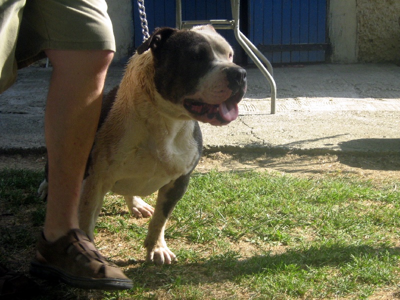 Publication : des Guerriers Occitans Auteur : lapeyre-frederic/ martins rose-m