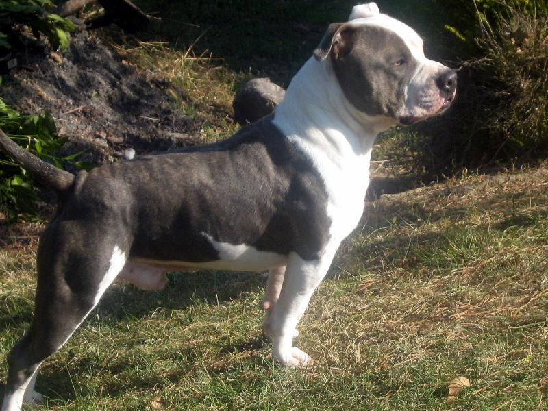 Cerdan ' alias ceusteur ' des Guerriers Occitans