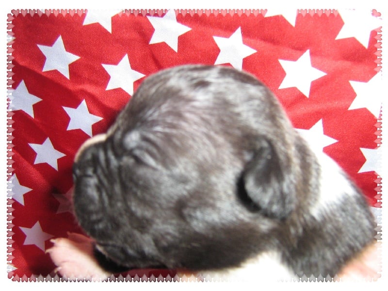 Elvis'  king off the king ' des Guerriers Occitans