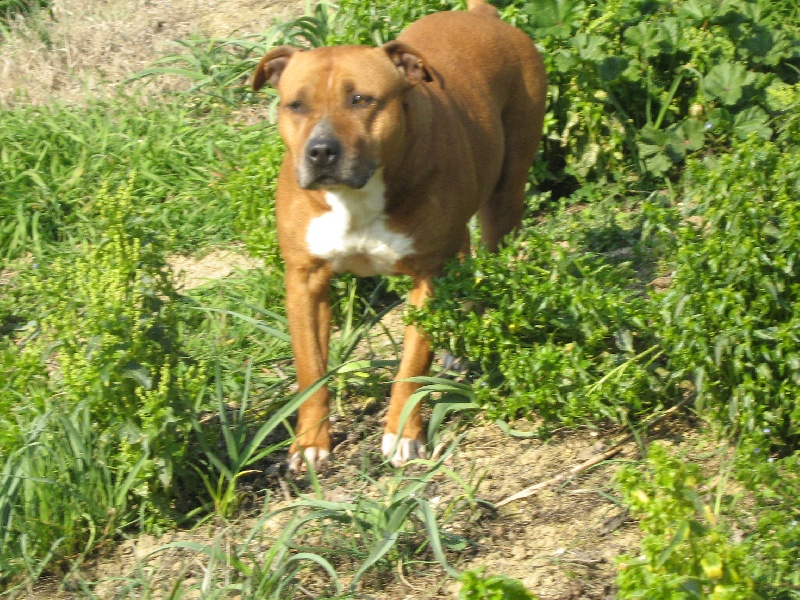 Usa- des Guerriers Occitans