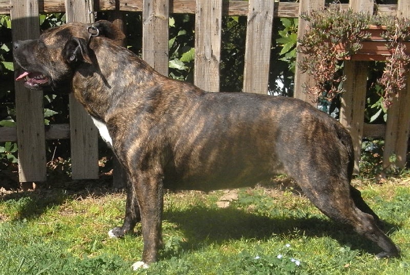 Faune queen safarie des Guerriers Occitans