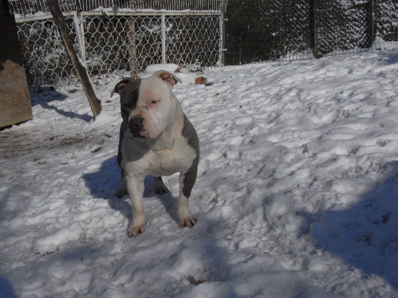 Publication : des Guerriers Occitans Auteur : lapeyre-frederic/ martins rose-m