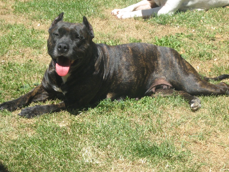 Unaya des Guerriers Occitans