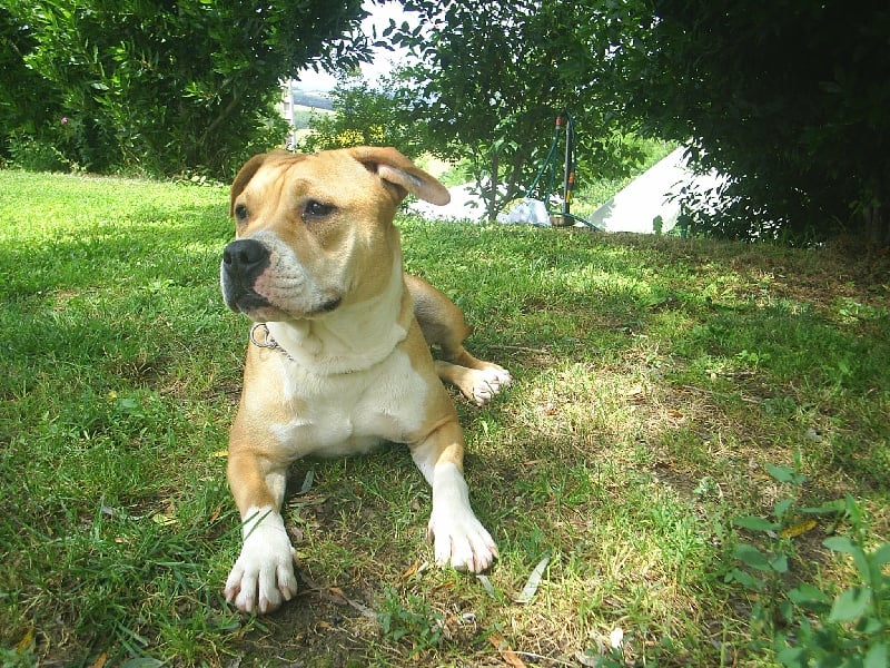 Arley-bety boops des Guerriers Occitans