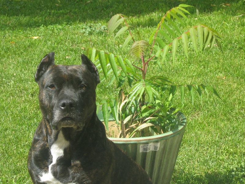 Unaya des Guerriers Occitans