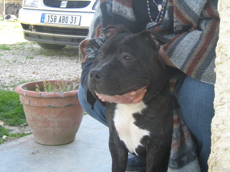 Dangerous black dodge des Guerriers Occitans