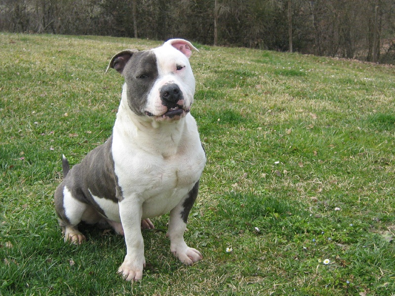 Cerdan ' alias ceusteur ' des Guerriers Occitans