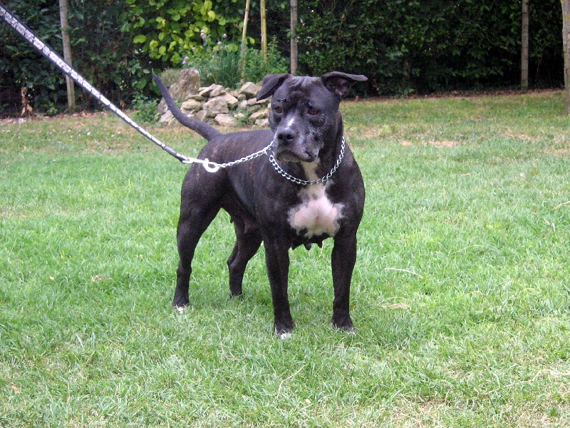 Arena black-night des Guerriers Occitans