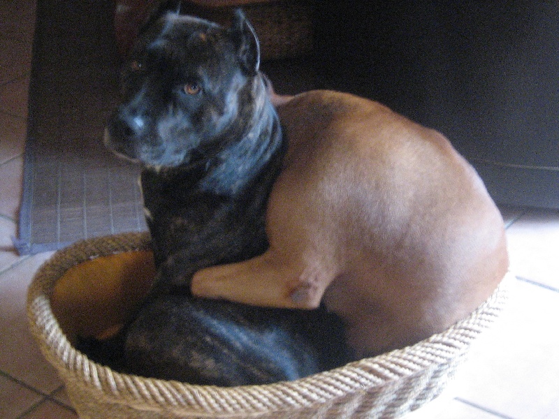 Unaya des Guerriers Occitans