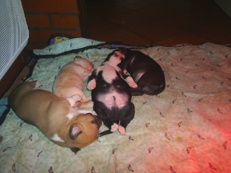 Arena black-night des Guerriers Occitans