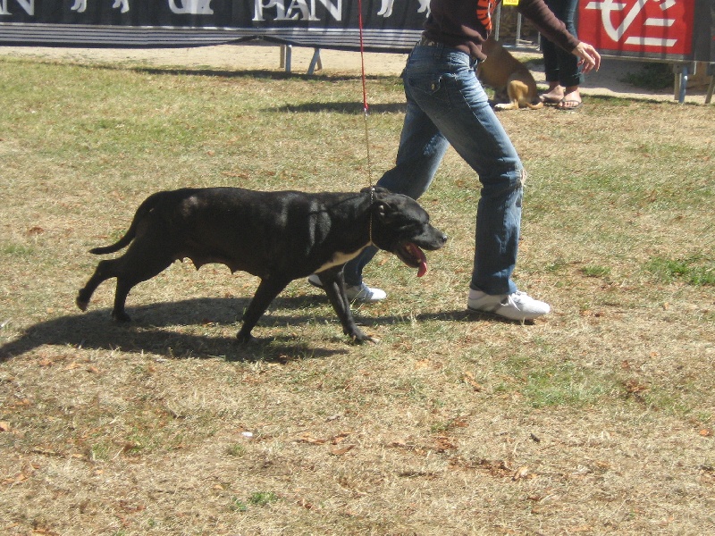 Arena black-night des Guerriers Occitans