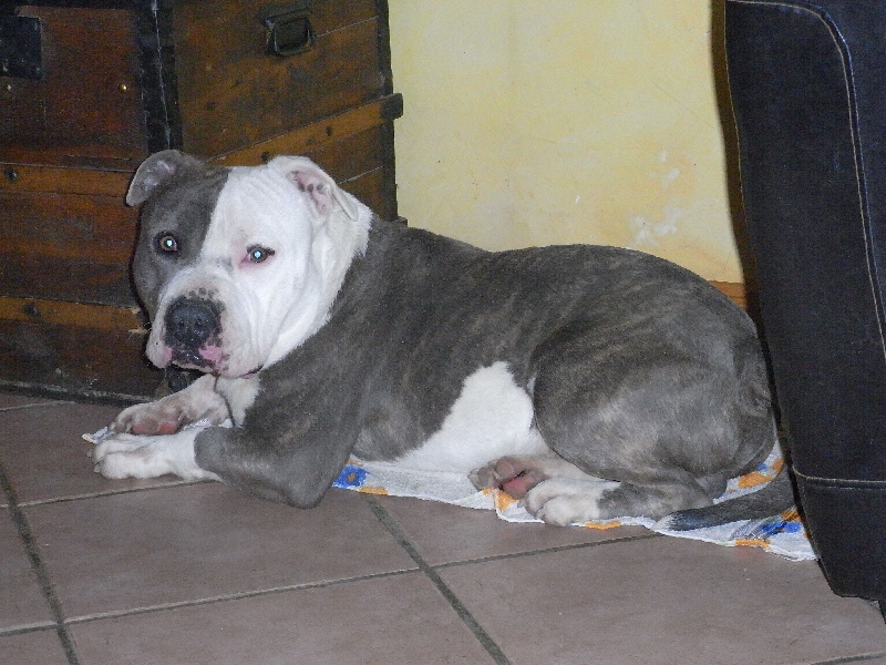 Publication : des Guerriers Occitans Auteur : lapeyre-frederic/ martins rose-m