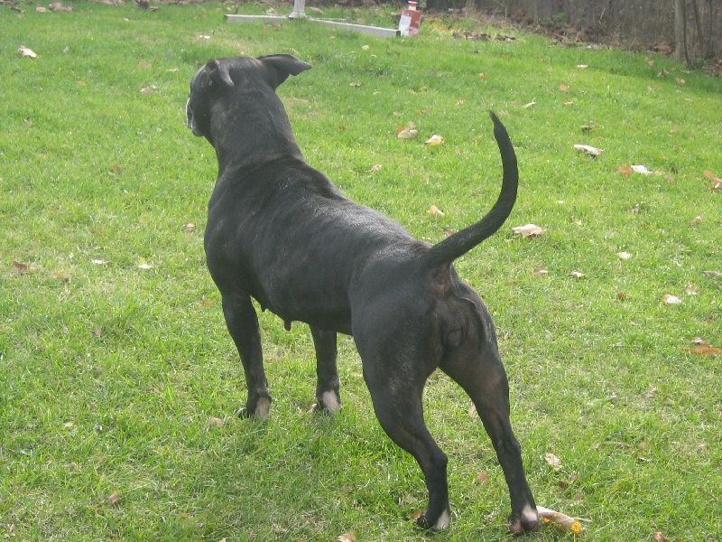 Arena black-night des Guerriers Occitans