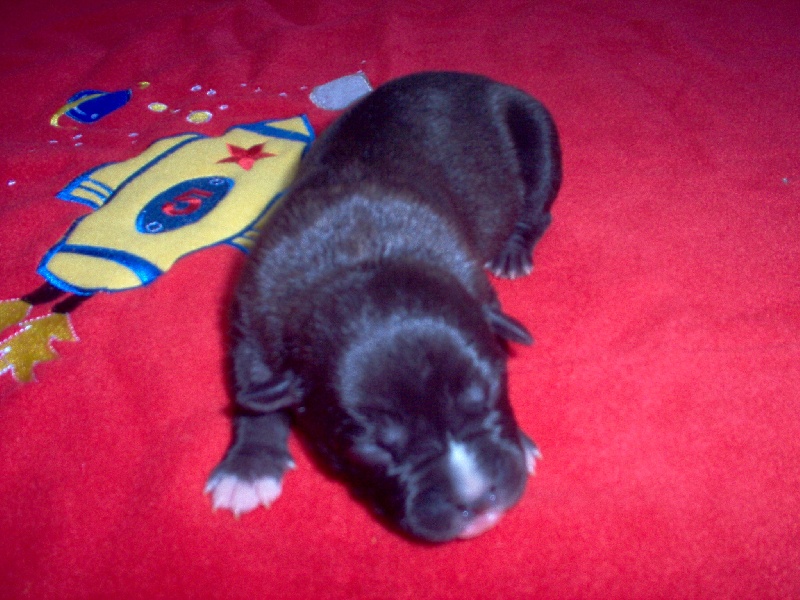 Arena black-night des Guerriers Occitans