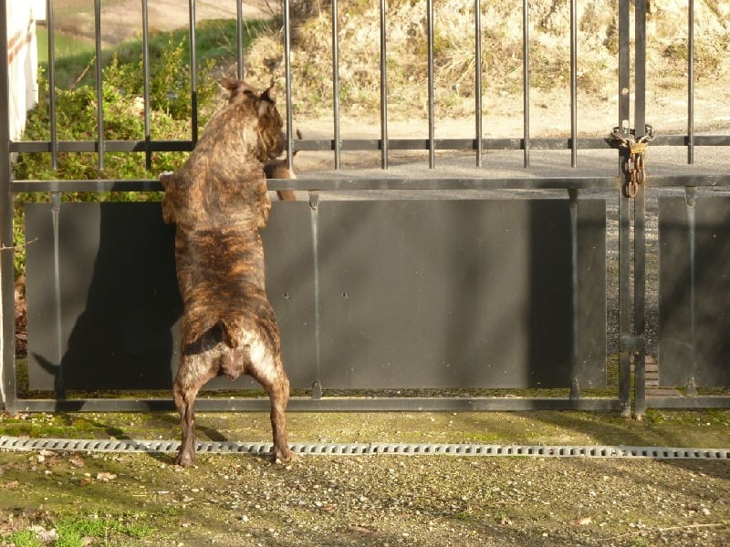 Faune queen safarie des Guerriers Occitans