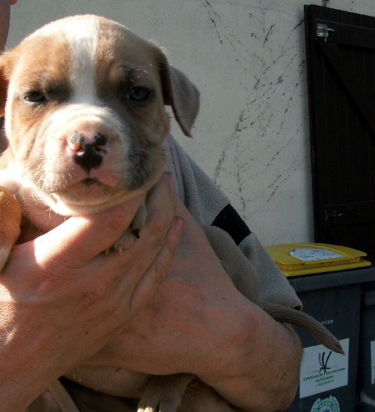 G maximus ' des Guerriers Occitans