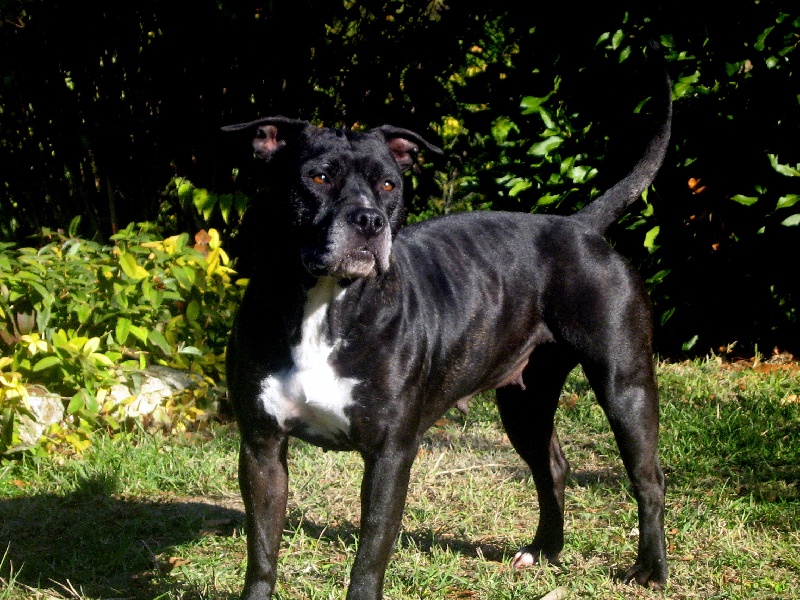 Arena black-night des Guerriers Occitans