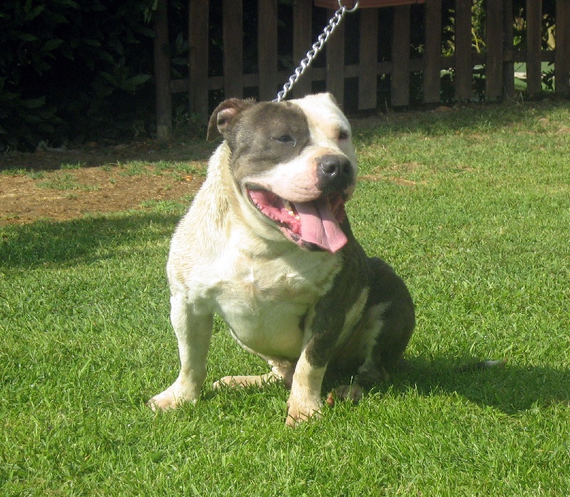 Publication : des Guerriers Occitans Auteur : lapeyre-frederic/ martins rose-m