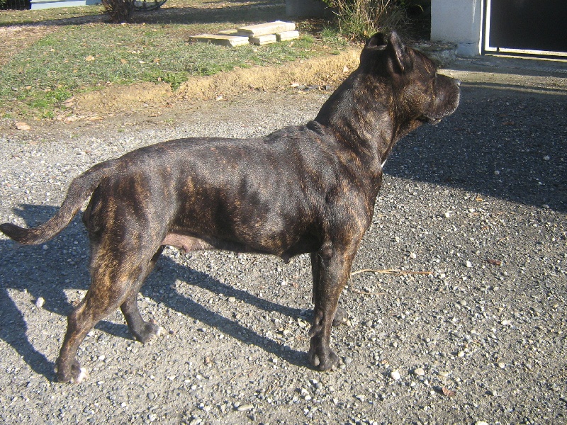 Unaya des Guerriers Occitans