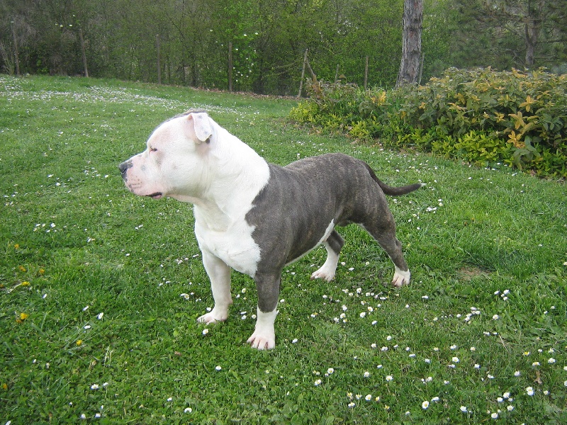 Cerdan ' alias ceusteur ' des Guerriers Occitans